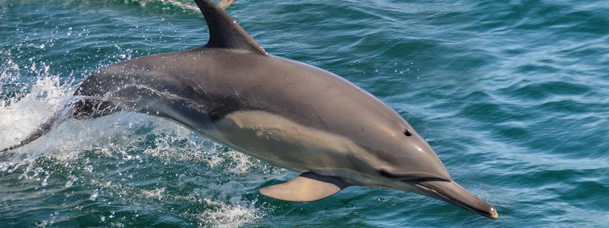 Delaware Bay Dolphin Tours